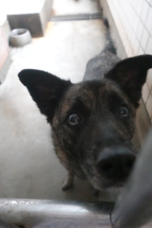 Tabby adult male mixed-breed dog, Large, shelter no. …0632