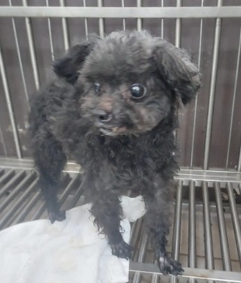 Photo of No. AAAHG1150411001, Adult · Male · Small · Toy Poodle