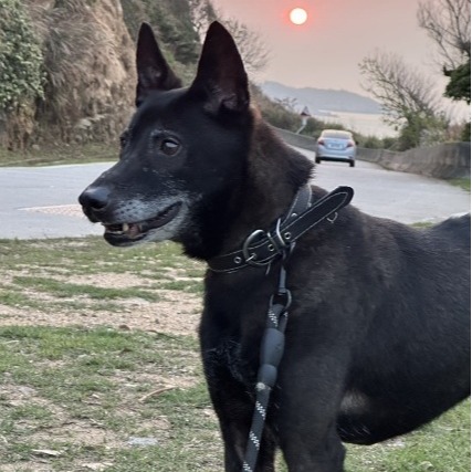 Photo of No. XAAAG1150118001, Adult · Male · Medium · Mixed breed