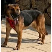 Photo of No. XAAAG1100304002, Adult · Male · Medium · Mixed breed