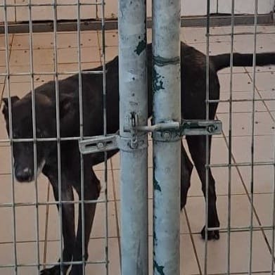 Photo of No. XAAAG1081206001, Adult · Female · Medium · Mixed breed
