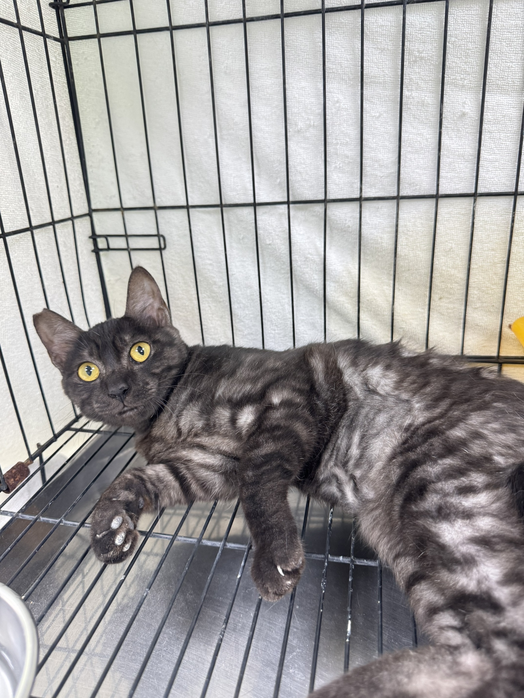 Black-and-gray young female mixed-breed cat, Small, shelter no. …4001