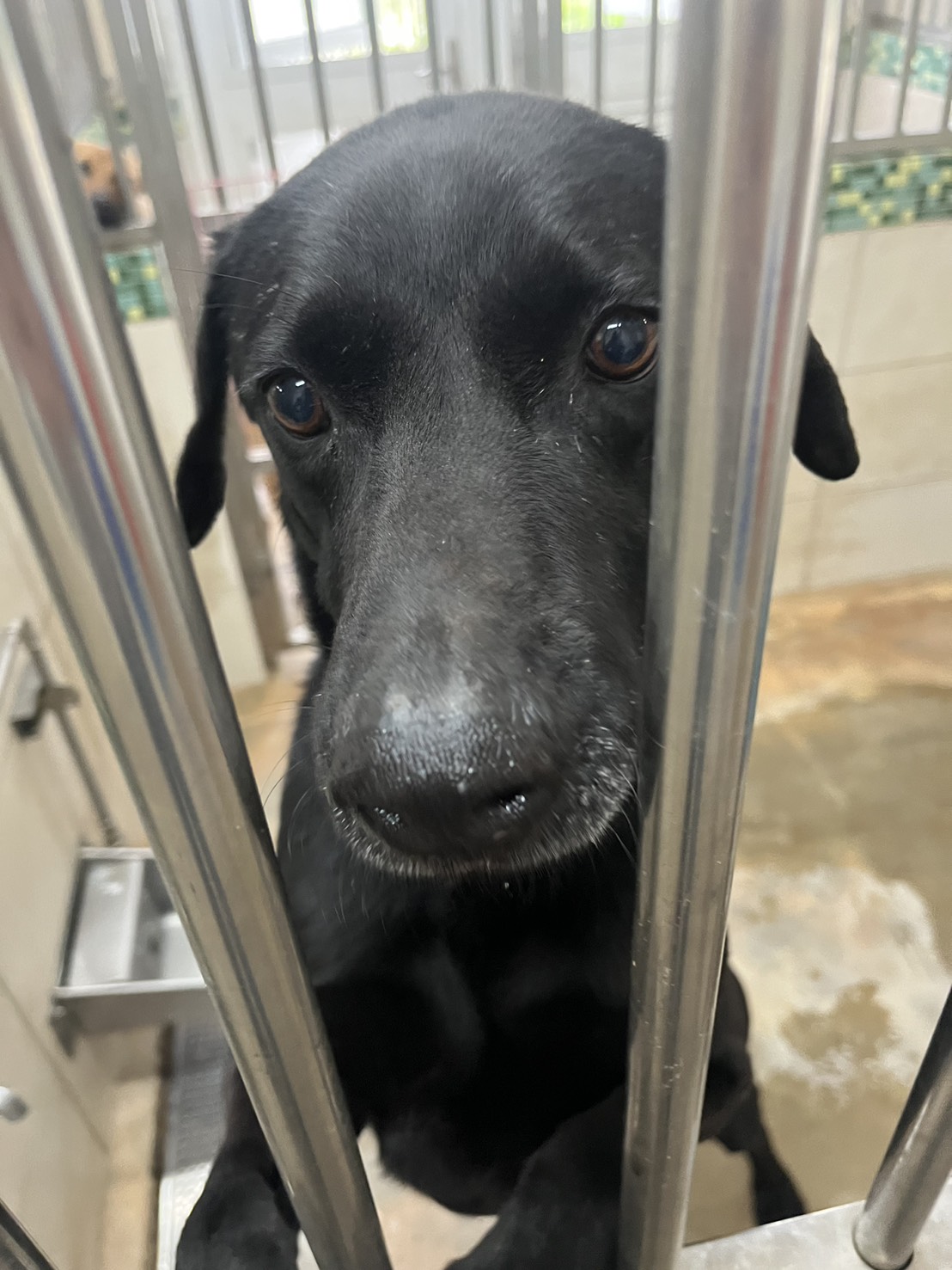 Photo of No. 1150402D02, Adult · Male · Large · Mixed breed