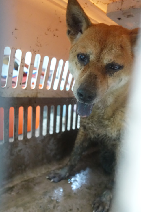 Photo of No. 1150651, Adult · Large · Mixed breed
