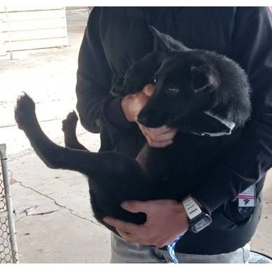 Photo of No. 115-H017D, Adult · Female · Large · Mixed breed