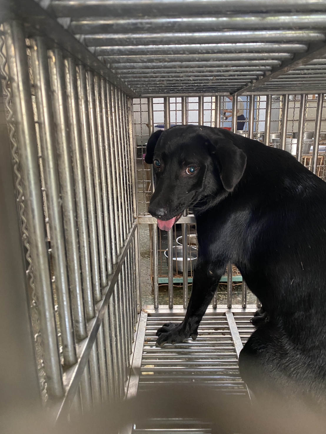 Black adult female mixed-breed dog, Medium, shelter no. …4-09