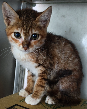 Photo of No. AAAJG1150415002, Adult · Female · Medium · Mixed breed