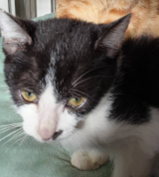 Photo of No. AAAJG1150415003, Adult · Male · Medium · Mixed breed