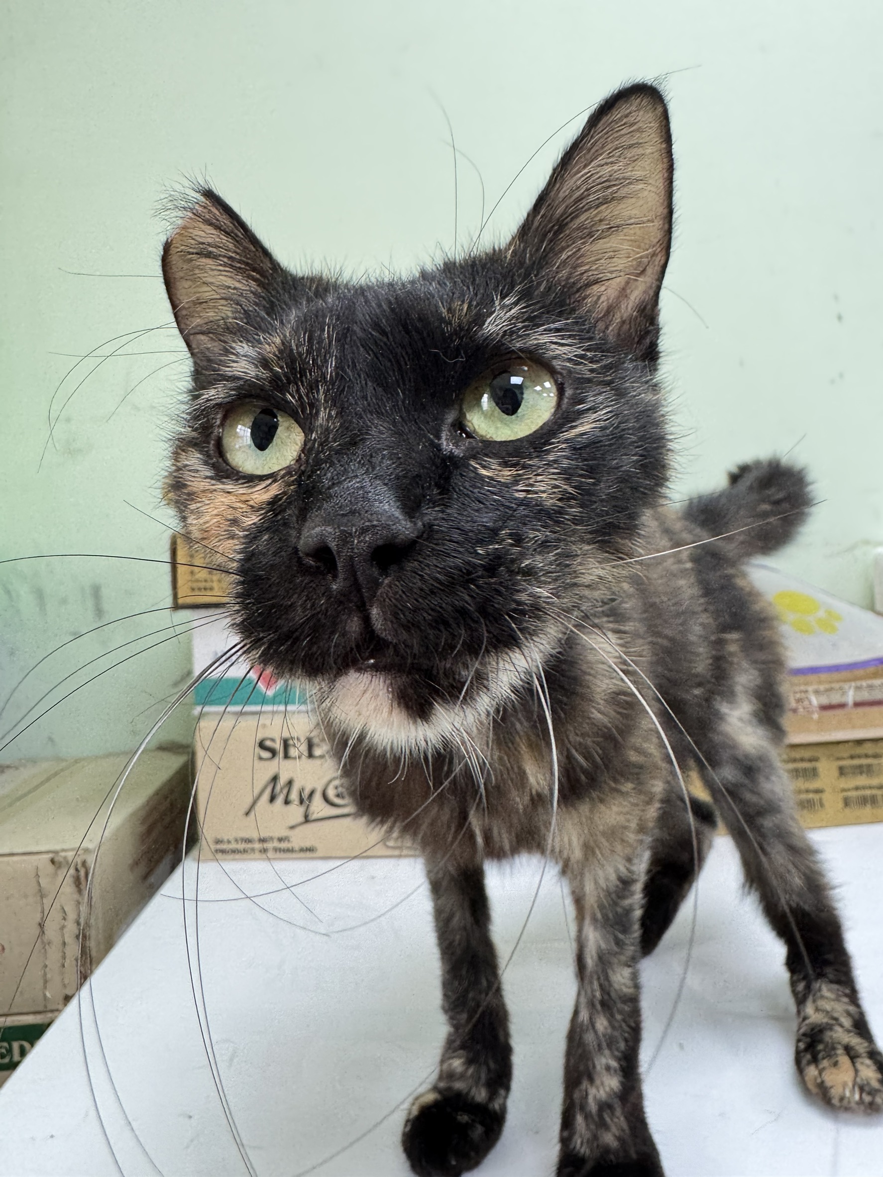 Photo of No. AAAIG1150415001, Adult · Female · Small · Mixed breed