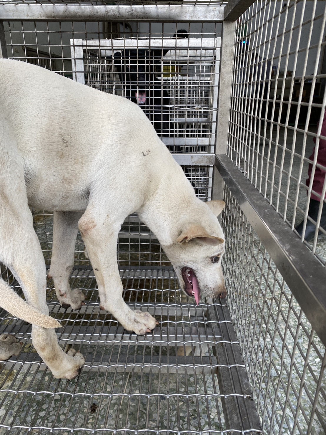 White adult male mixed-breed dog, Medium, shelter no. …5-09