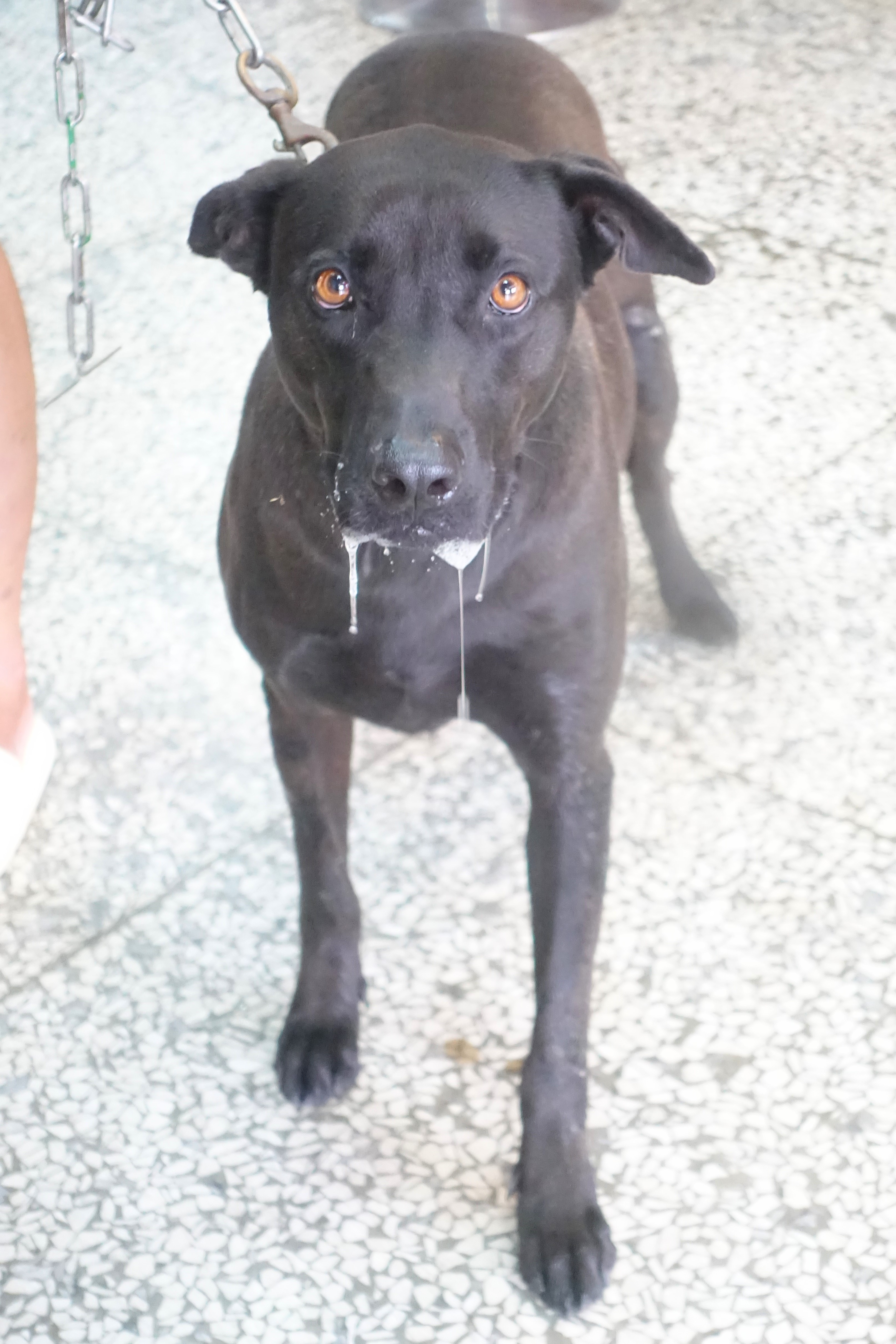 Photo of No. 1150653, Adult · Female · Large · Mixed breed