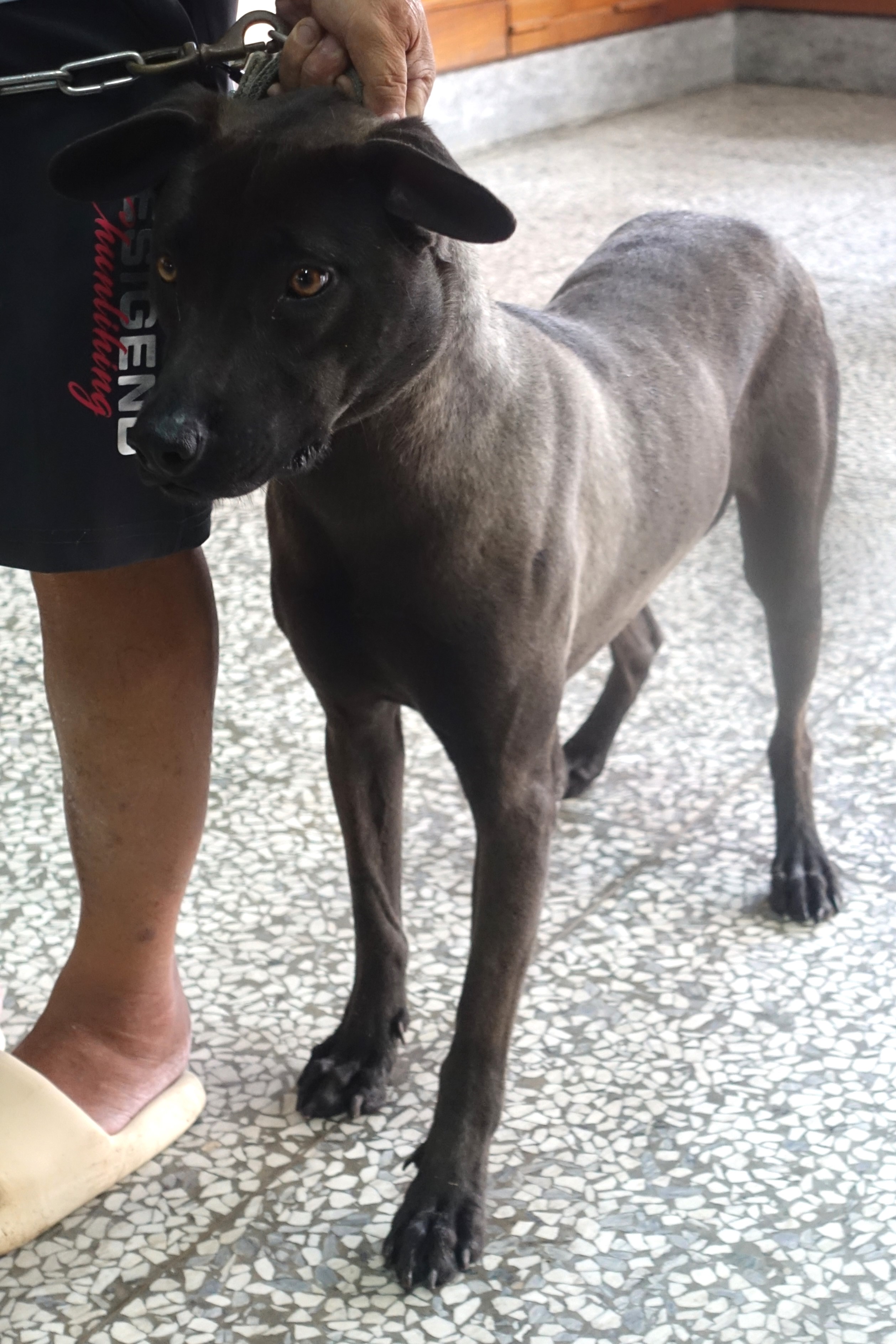 Black adult female mixed-breed dog, Large, shelter no. …0654