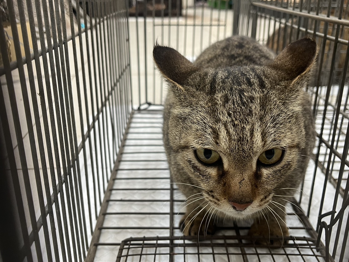 Adult female mixed-breed cat, Small, shelter no. …9C05
