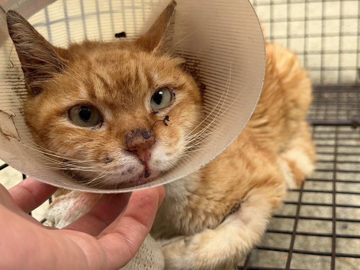 Photo of No. CAAAG1150417003, Adult · Male · Medium · Mixed breed