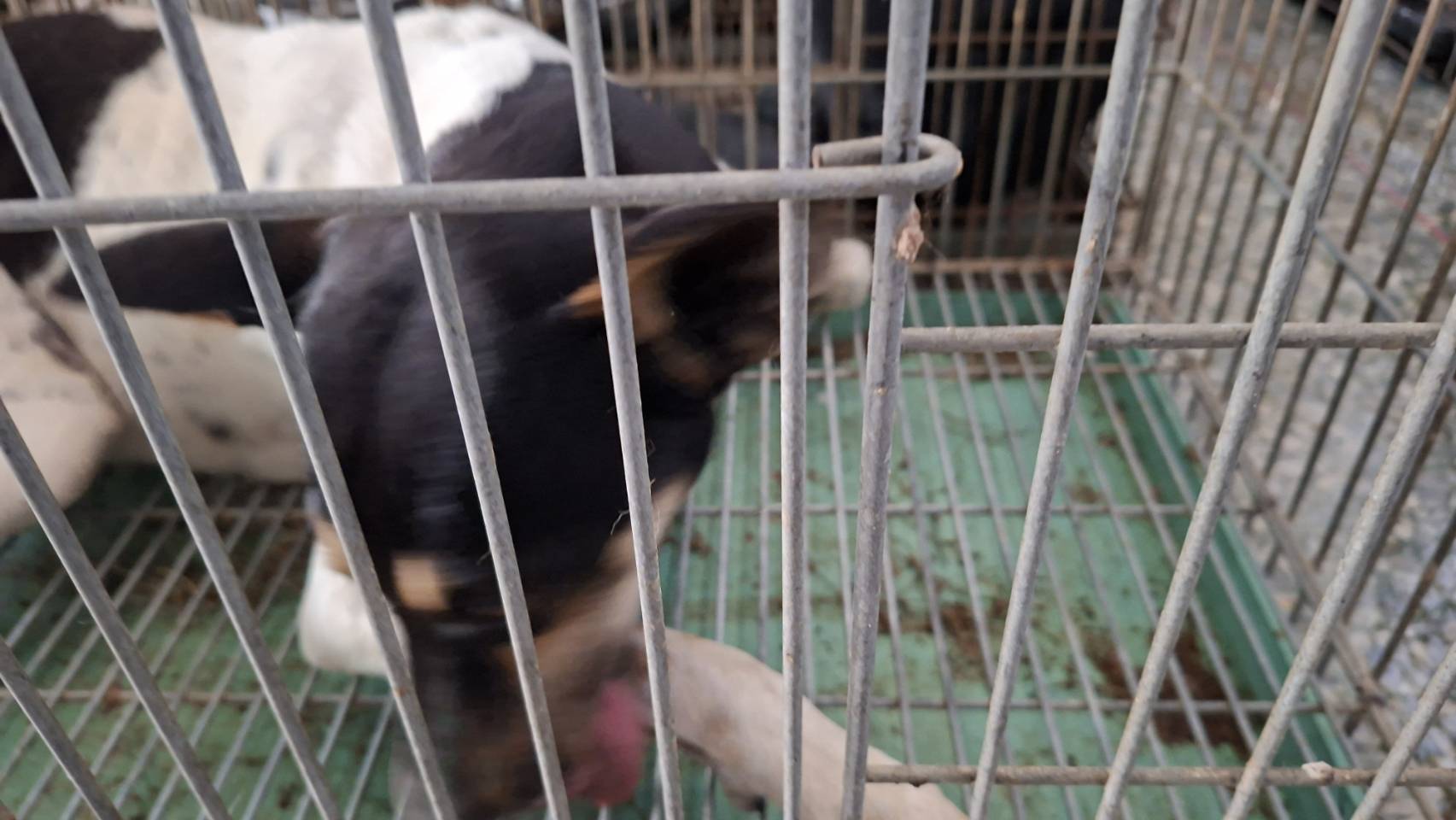 Photo of No. S150417-11, Adult · Female · Medium · Mixed breed