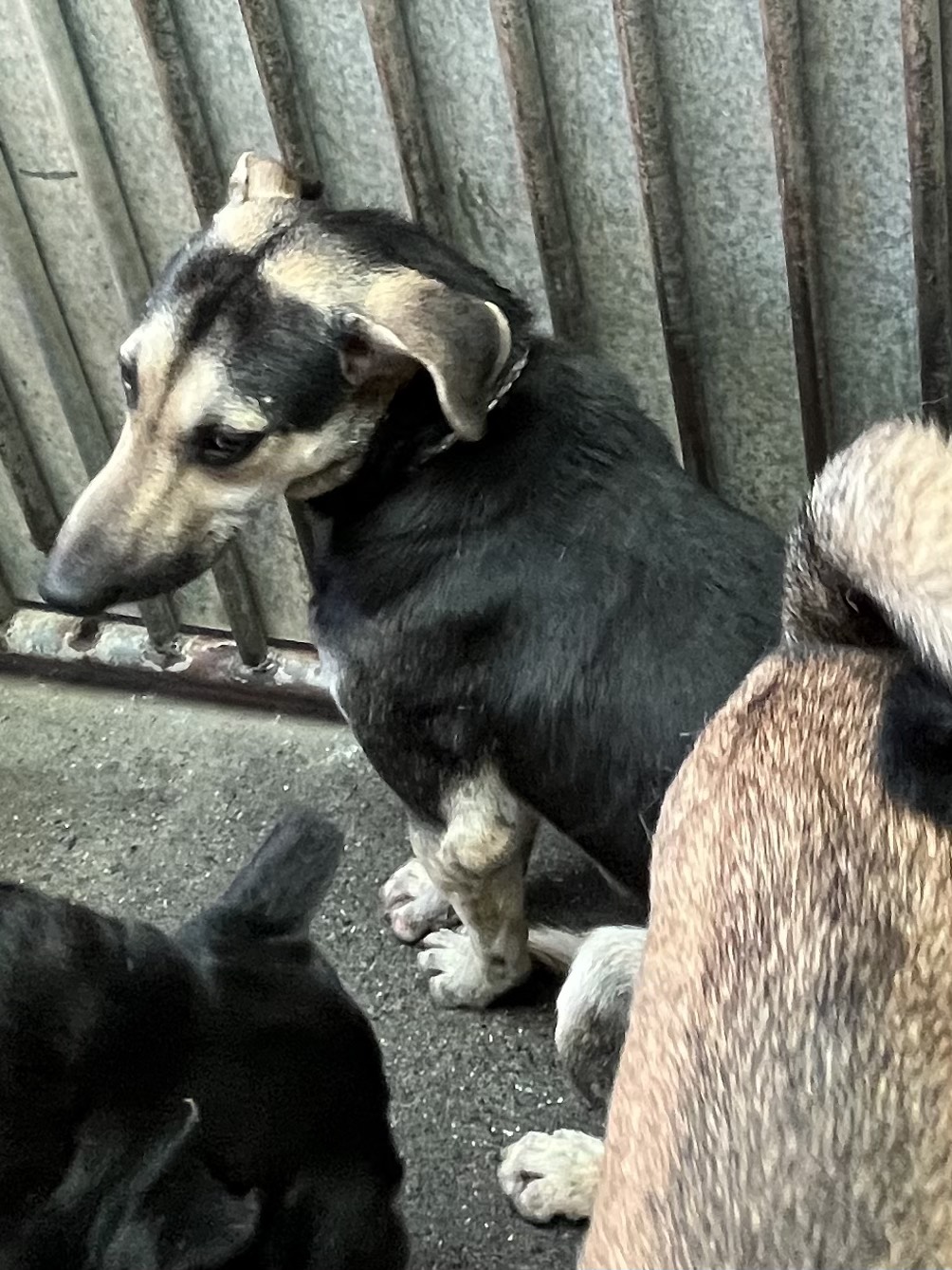Black-and-tan adult male mixed-breed dog, Medium, shelter no. …0001