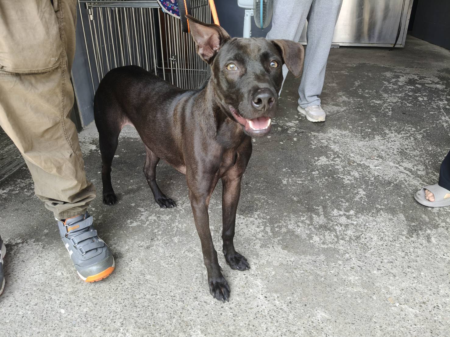 Photo of No. AAADG2026042101, Adult · Male · Medium · Mixed breed