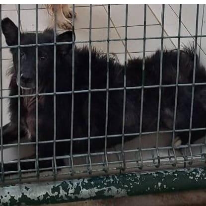 Photo of No. XAAAG1081105002, Adult · Female · Medium · Mixed breed