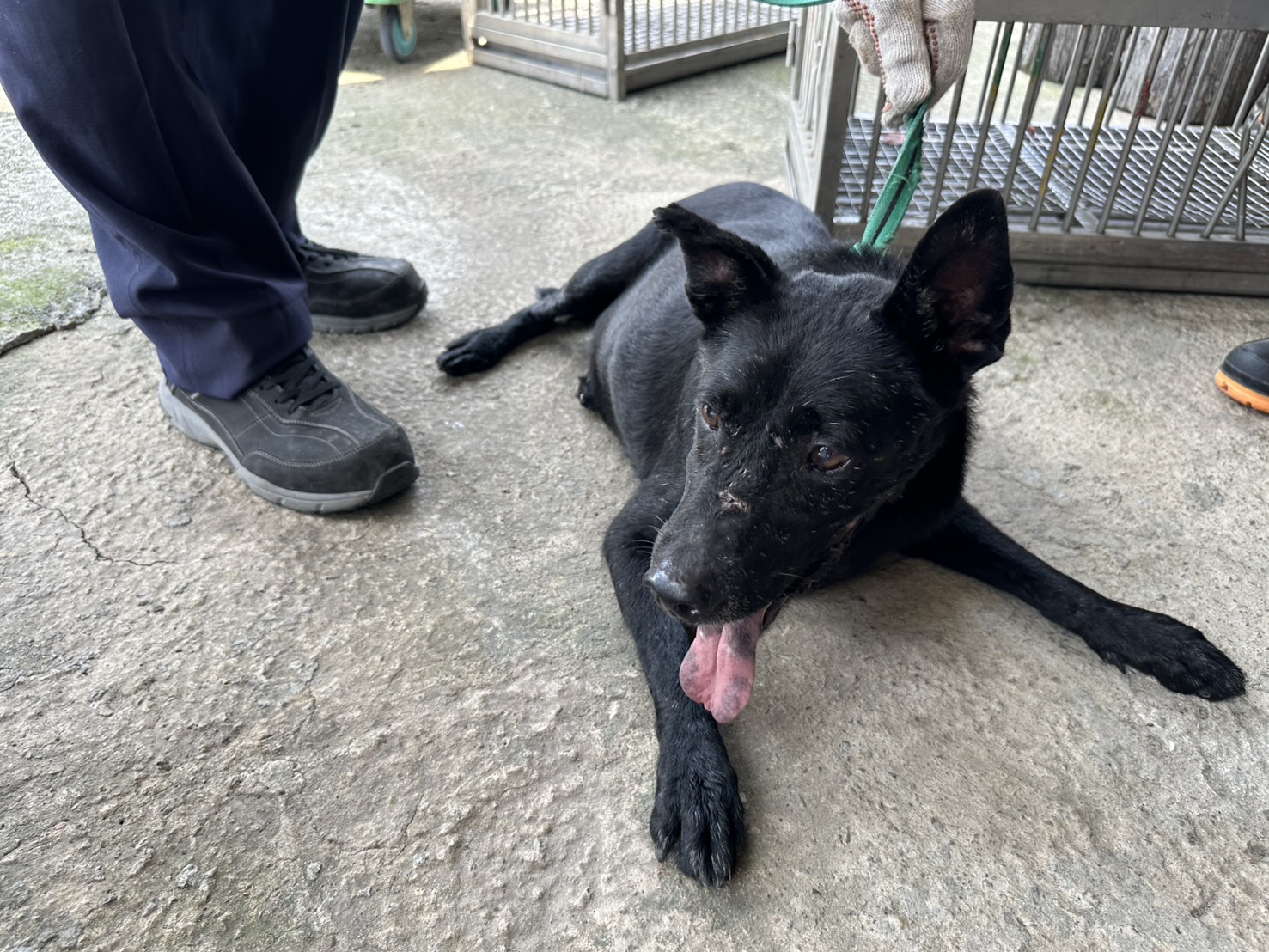 Photo of No. CAAAG1150421005, Adult · Male · Medium · Mixed breed