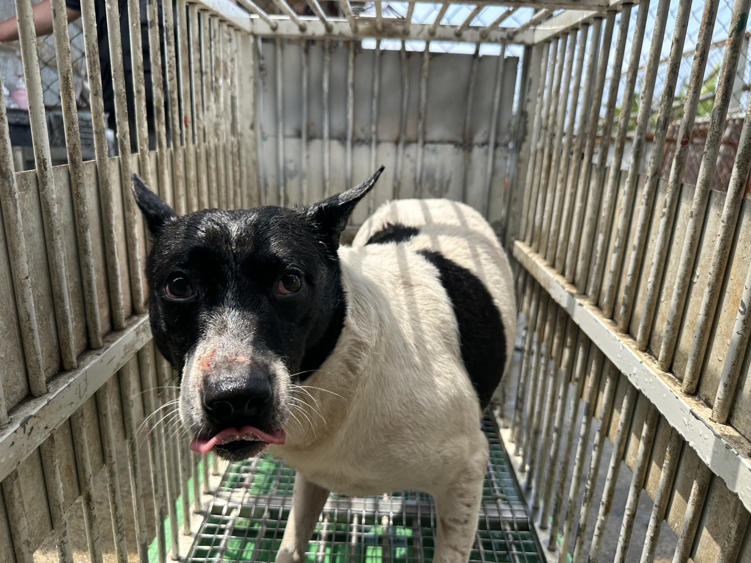 Black-and-white adult male mixed-breed dog, Medium, shelter no. …1006