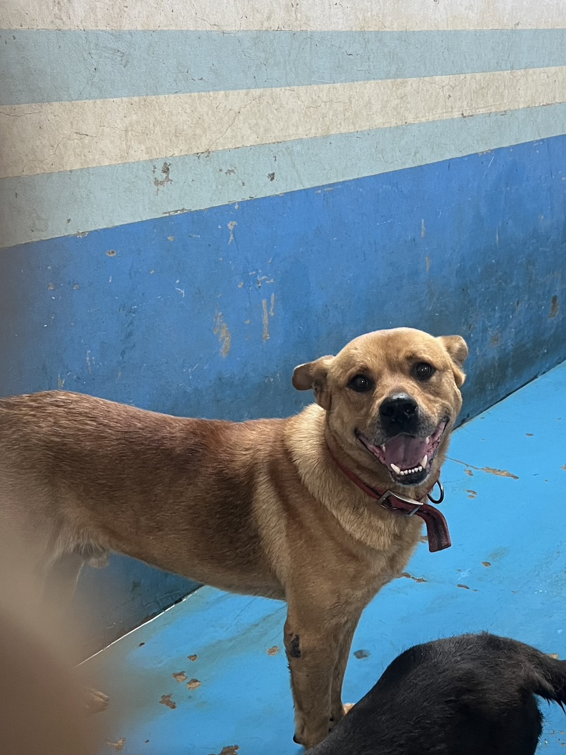 Photo of No. EAAAG1150421009, Adult · Male · Large · Mixed breed