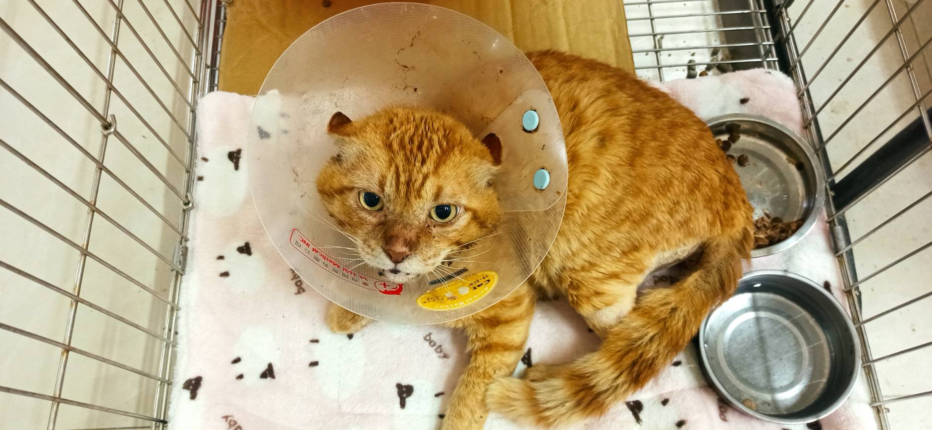 Photo of No. 1150416C01, Adult · Male · Small · Mixed breed