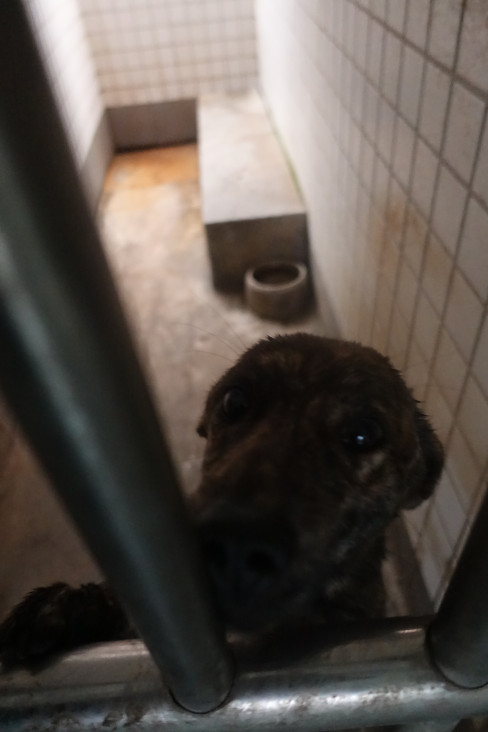 Tabby adult female mixed-breed dog, Large, shelter no. …0680