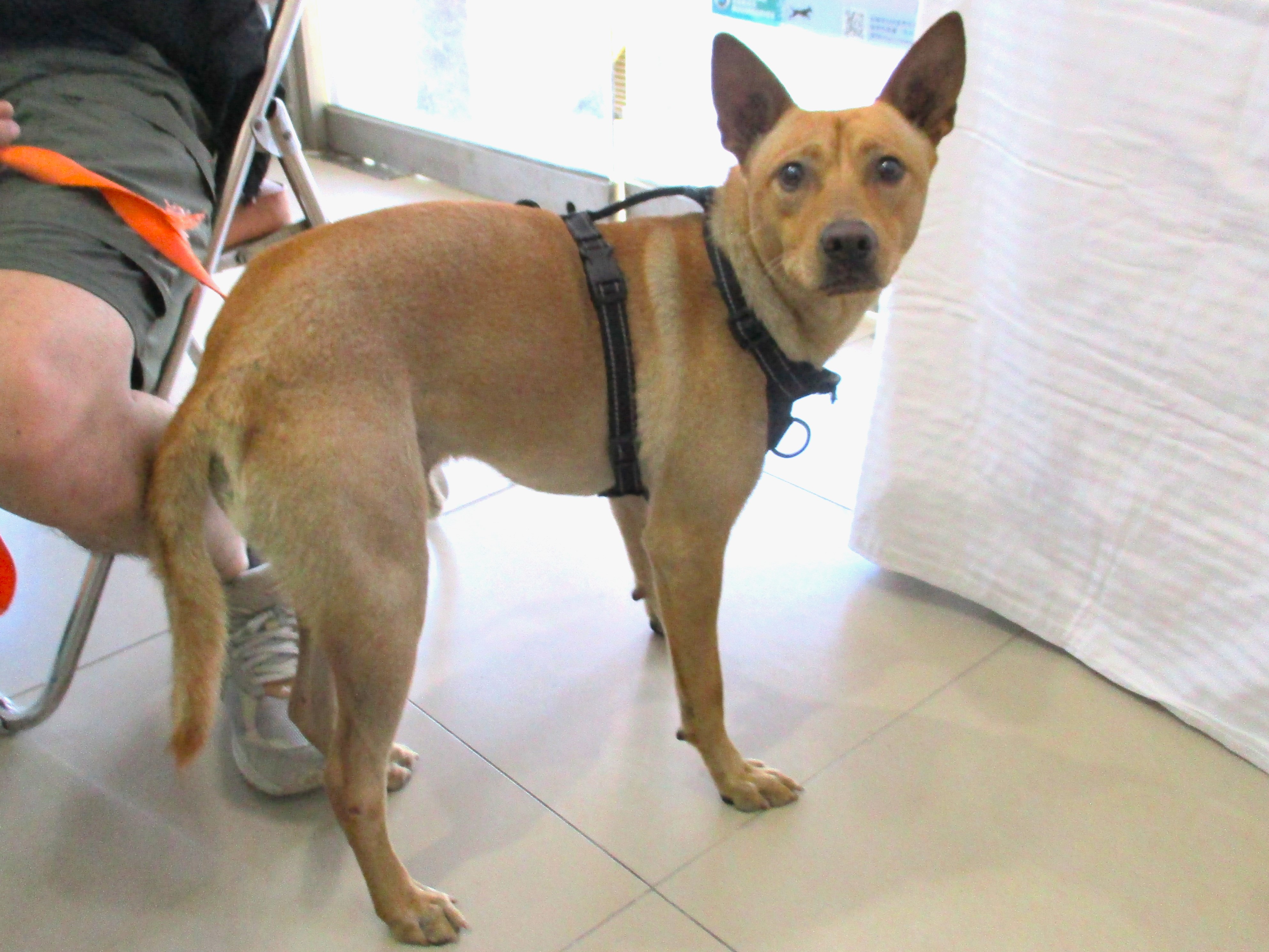 Tan young male mixed-breed dog, Medium, shelter no. …22A8