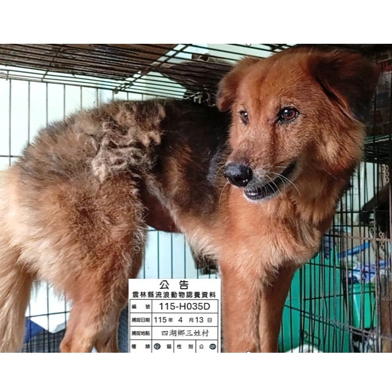 Photo of No. 115-H035D, Adult · Female · Large · Mixed breed
