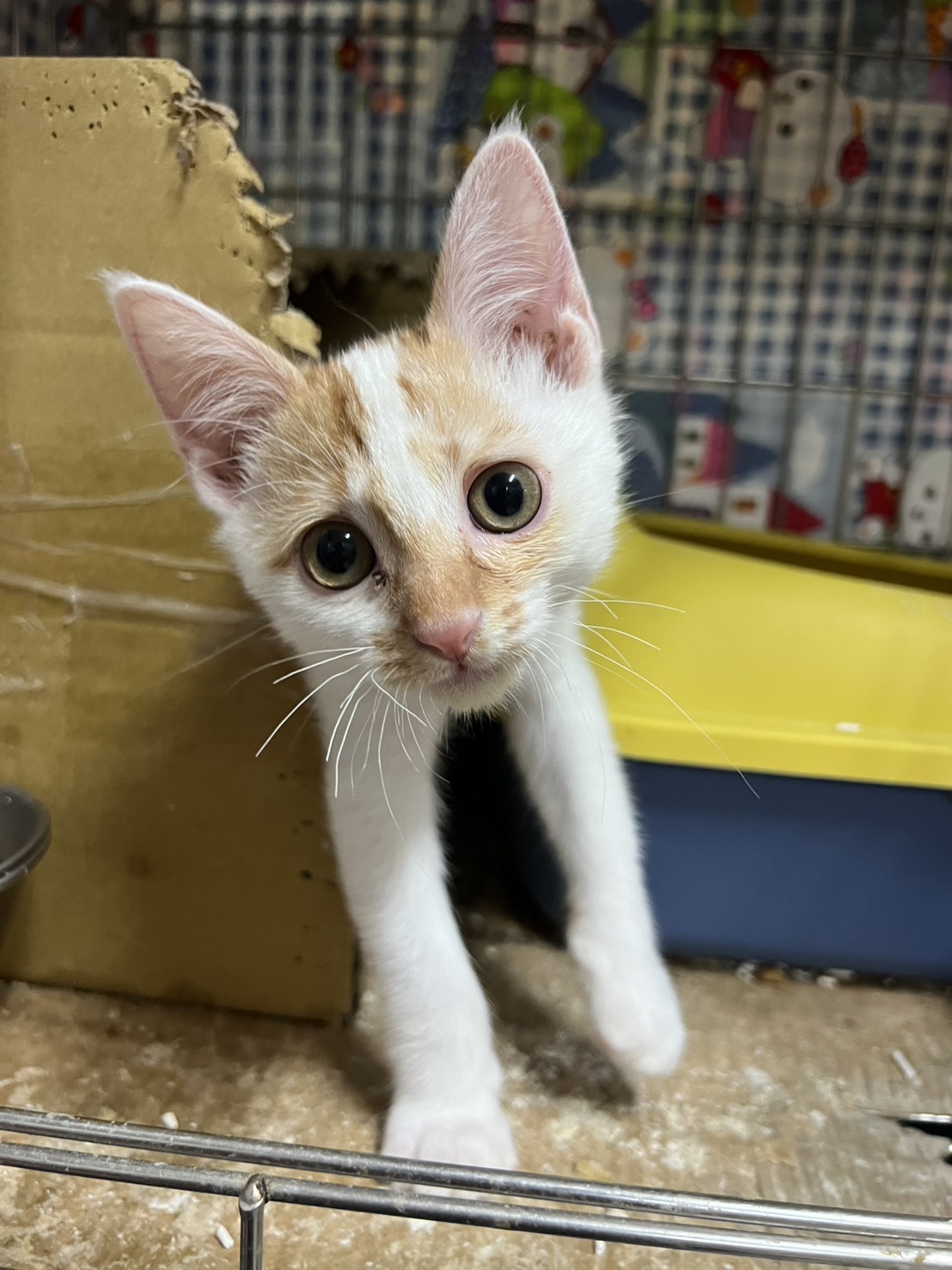 Photo of No. AAAIG1150423001, Young · Male · Small · Mixed breed