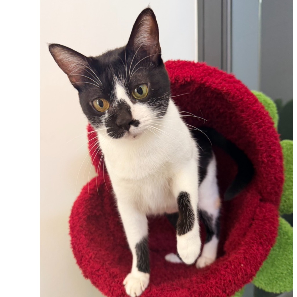 Photo of No. OAAAG1140528003, Adult · Female · Small · Mixed breed