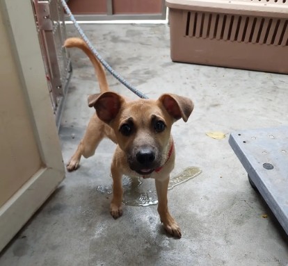 Photo of No. AAAHG1150423001, Young · Male · Medium · Mixed breed
