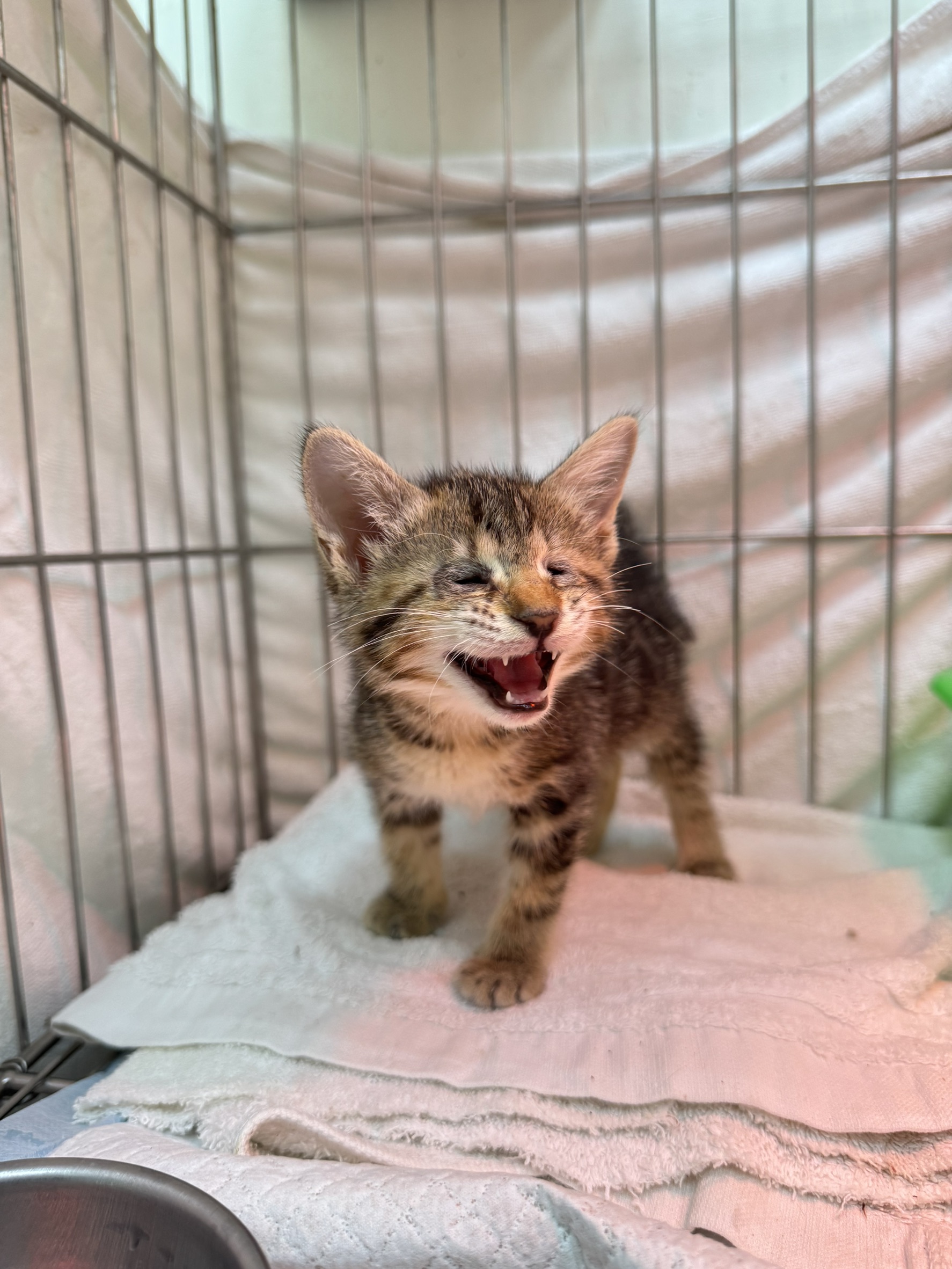 Tabby young female mixed-breed cat, Small, shelter no. …3003