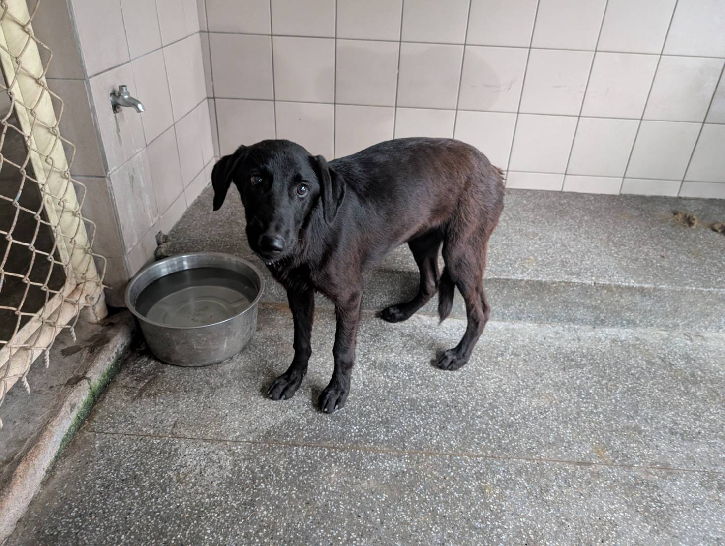 Photo of No. LAABG114101414, Adult · Male · Large · Mixed breed