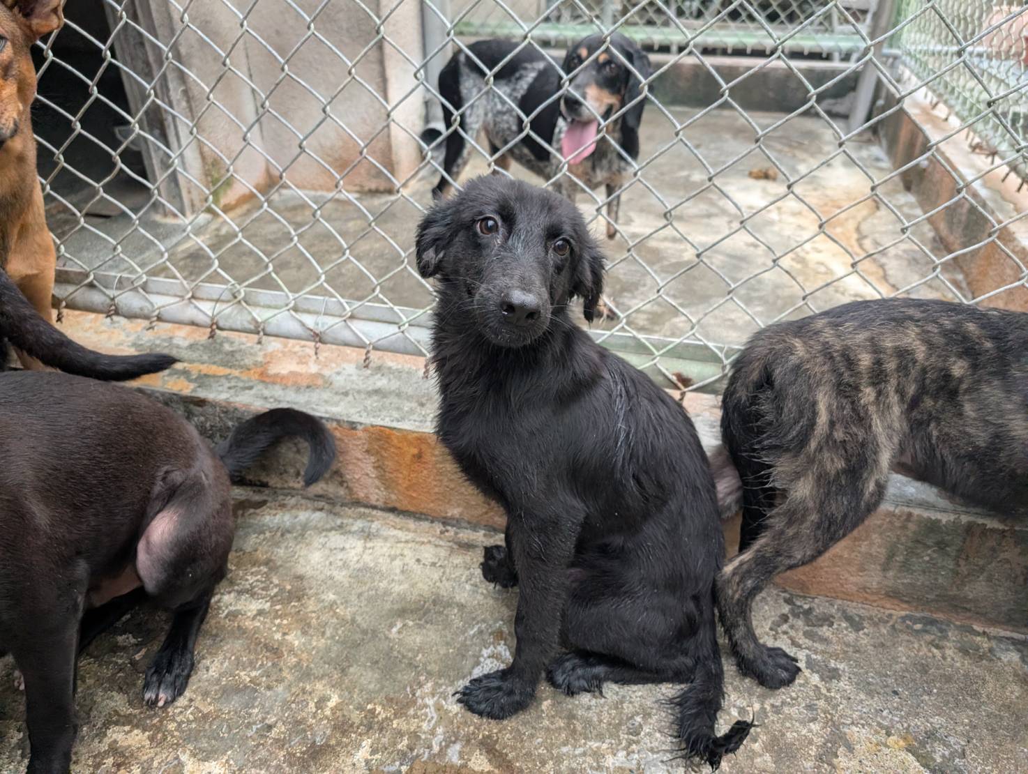 Black adult male mixed-breed dog, Large, shelter no. …1406