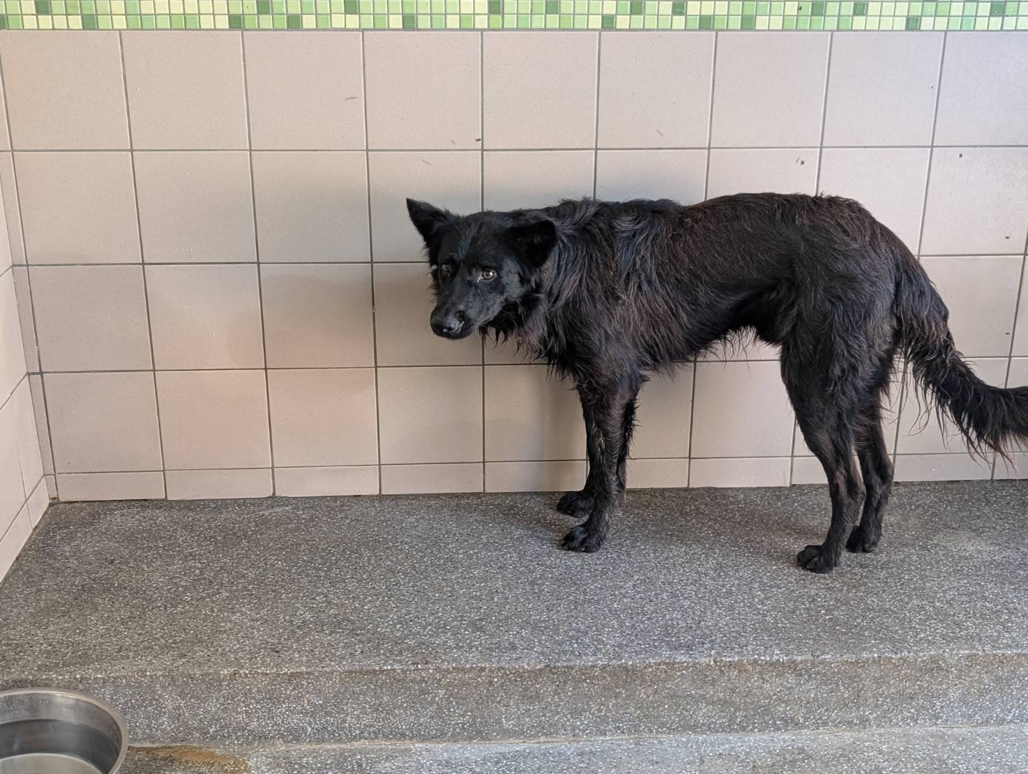 Photo of No. LAABG114101506, Adult · Male · Large · Mixed breed