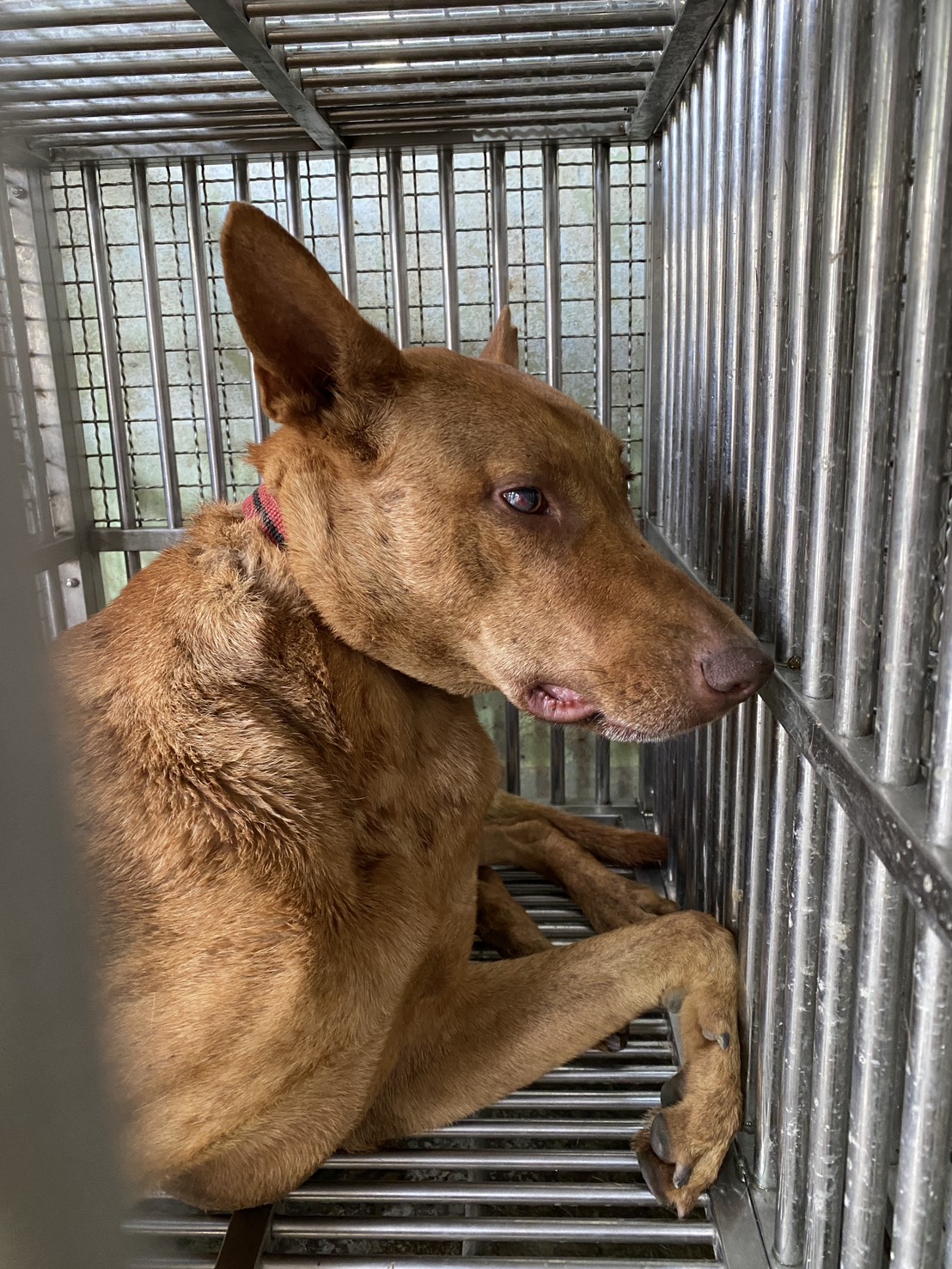 Photo of No. S150423-06, Adult · Male · Medium · Mixed breed
