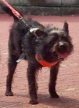 Photo of No. XAAAG1150424001, Adult · Male · Small · Mixed breed