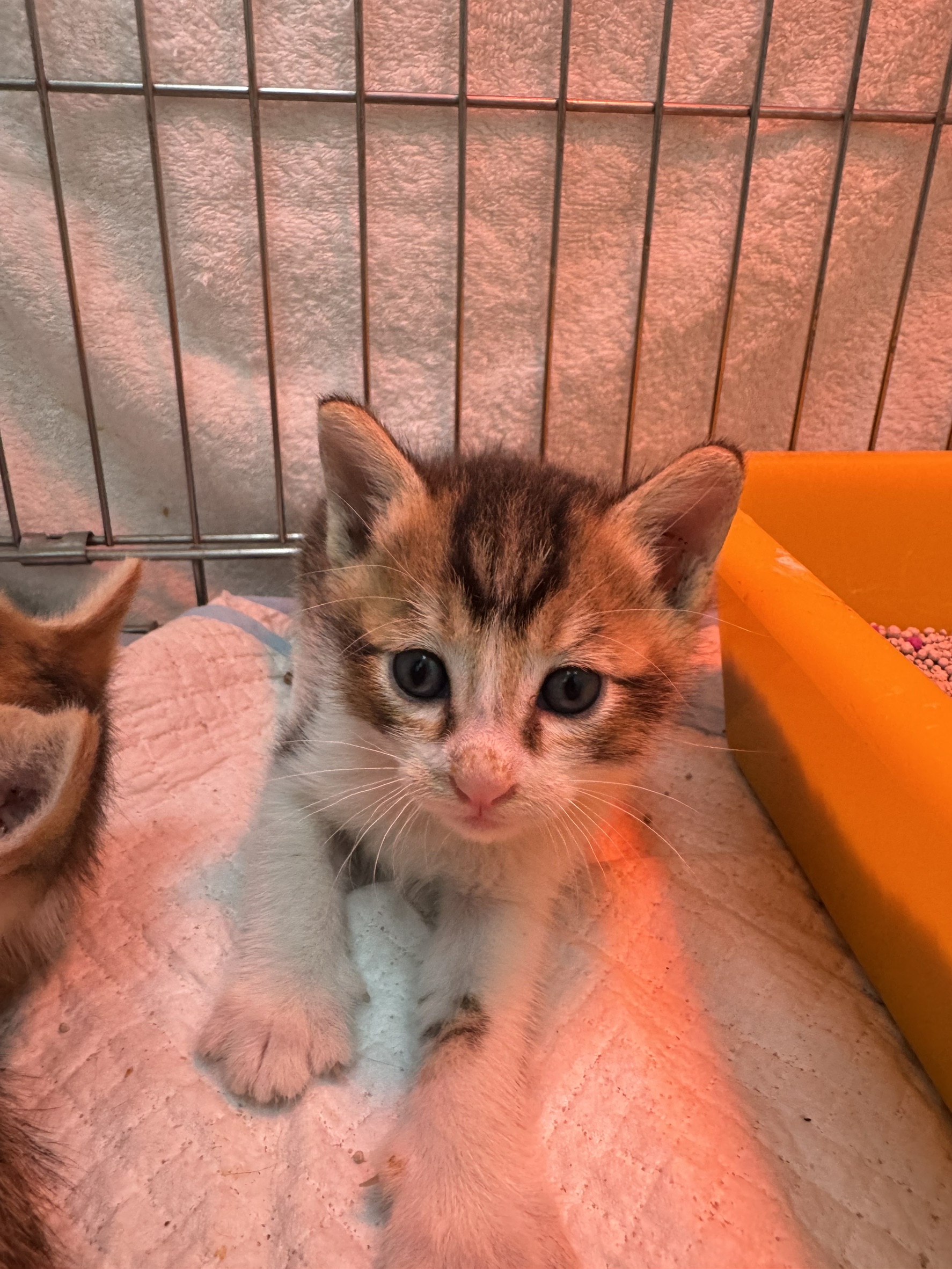 Photo of No. AAAIG1150424007, Young · Male · Small · Mixed breed