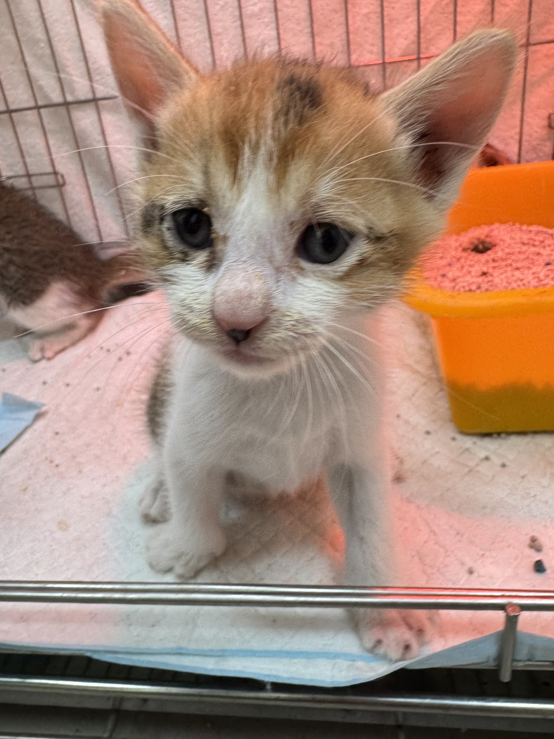 Calico young female mixed-breed cat, Small, shelter no. …4010
