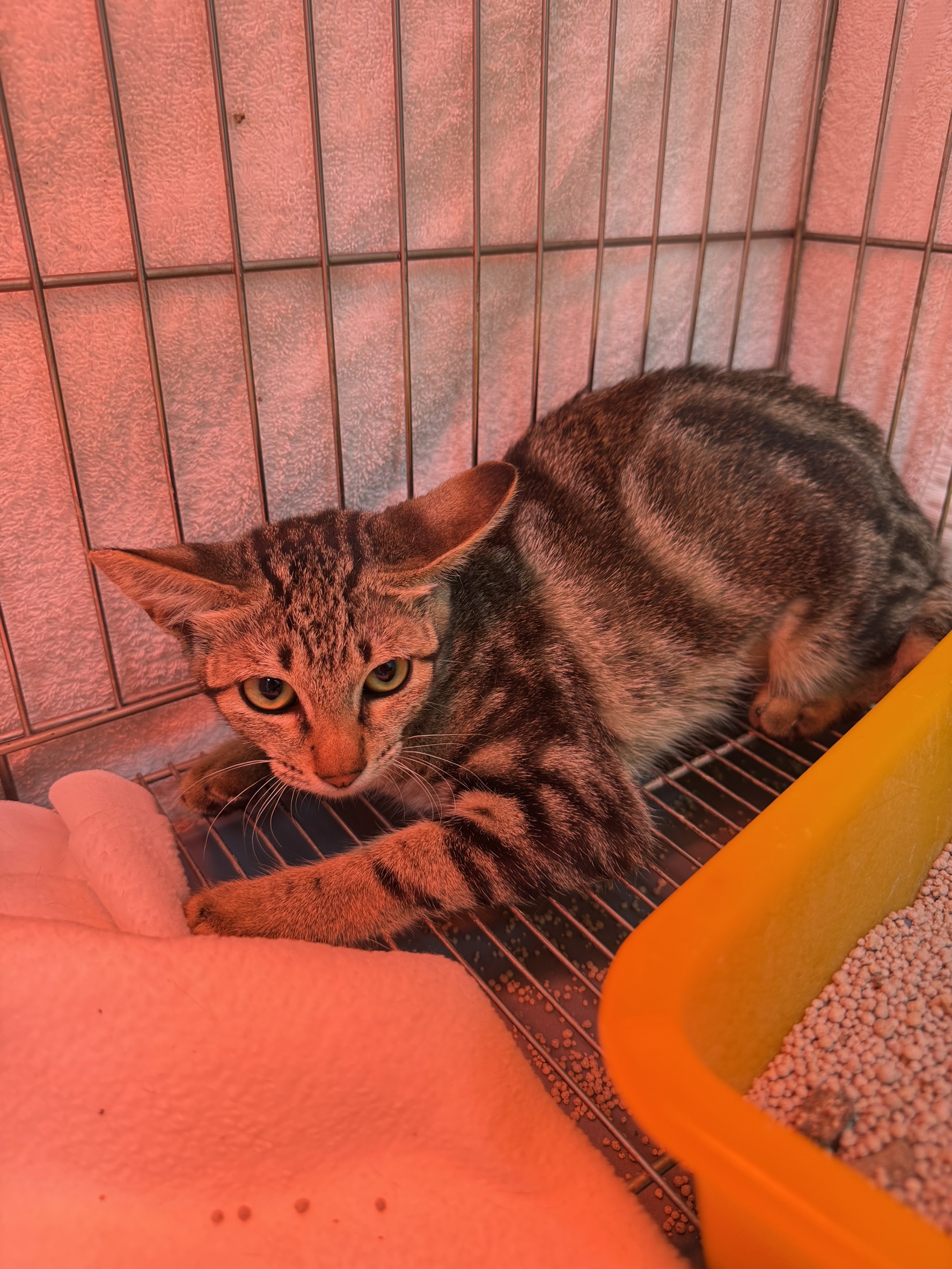 Photo of No. AAAIG1150424012, Adult · Female · Small · Mixed breed