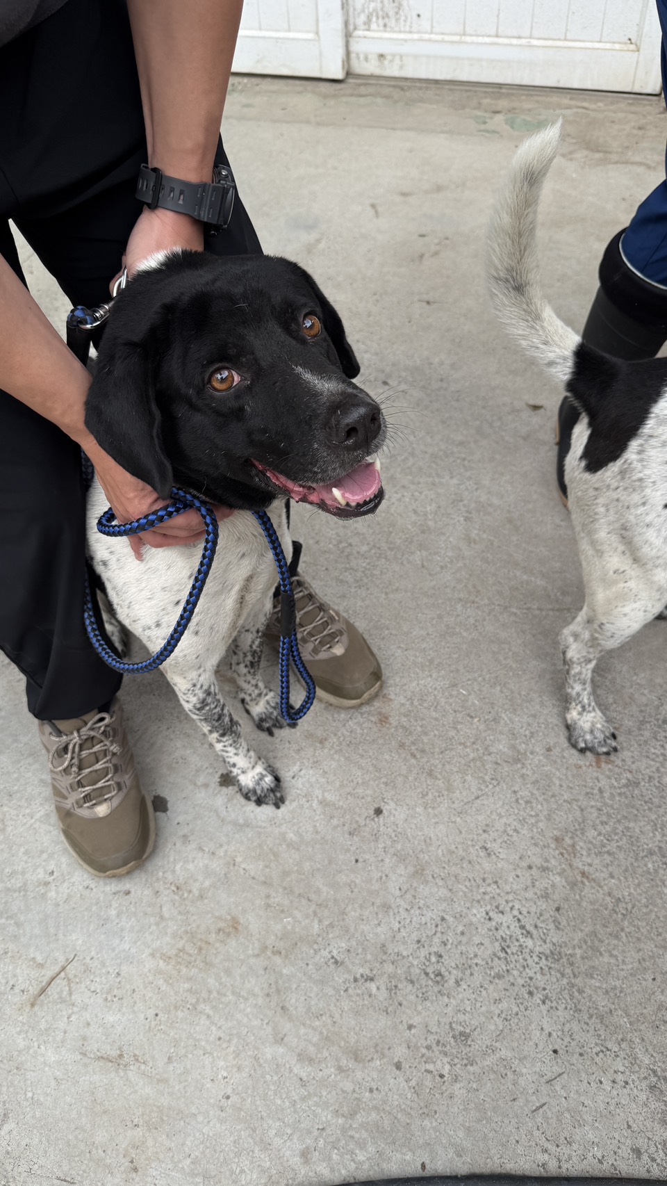 Black-and-white adult male mixed-breed dog, Medium, shelter no. …4-07