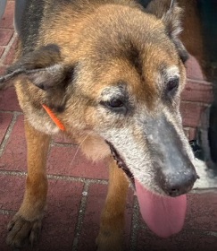 Photo of No. XAAAG1150424006, Adult · Male · Medium · Mixed breed