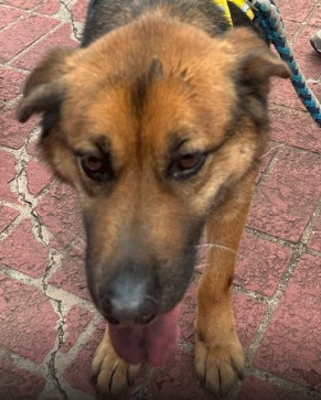 Photo of No. XAAAG1150424007, Adult · Male · Medium · Mixed breed
