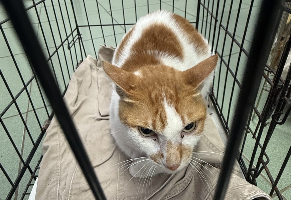 Photo of No. S15C0425-01, Adult · Male · Medium · Mixed breed