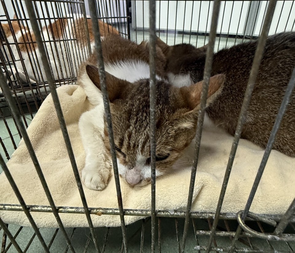 Photo of No. SC150425-03, Adult · Female · Medium · Mixed breed