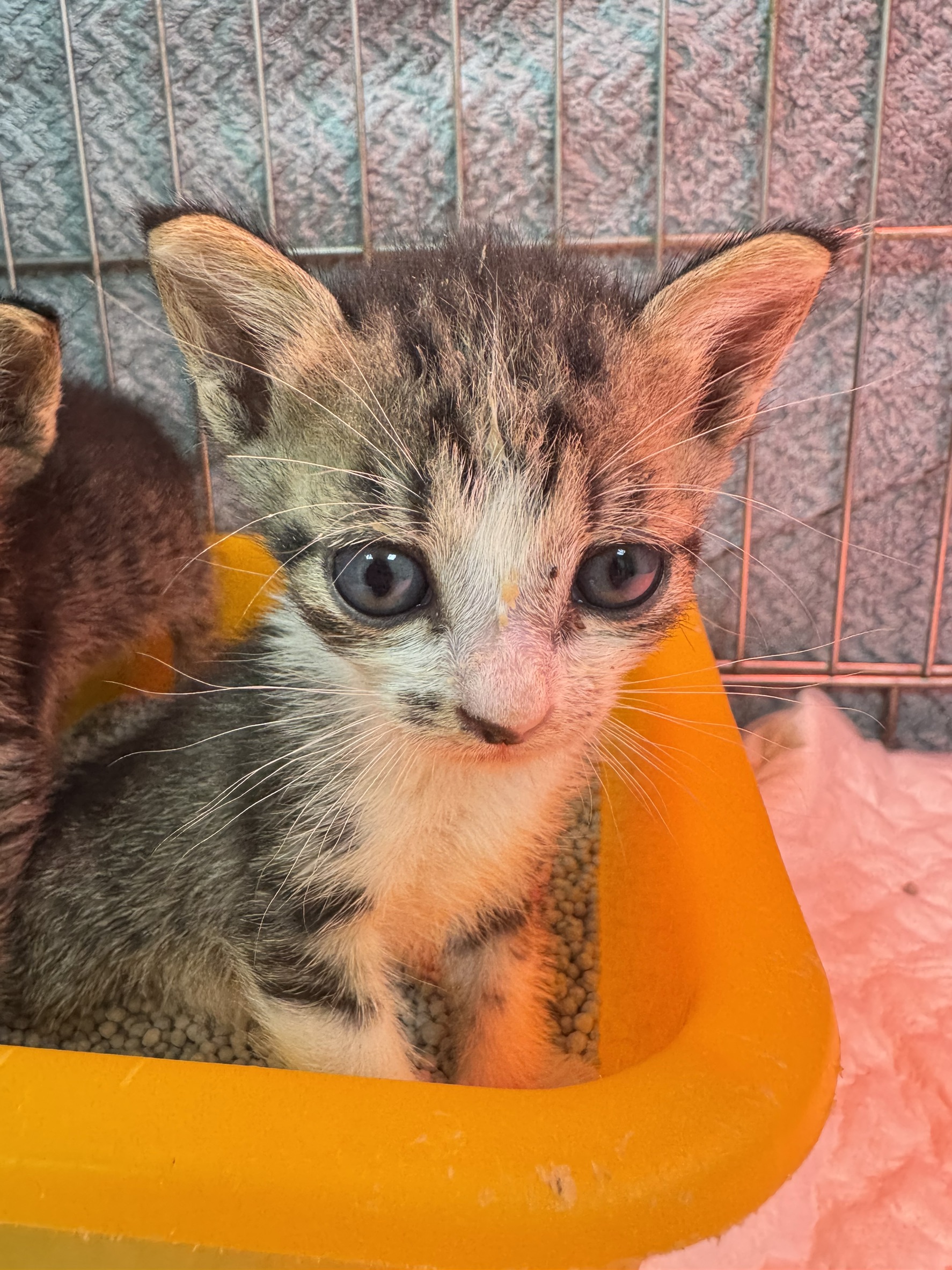 Photo of No. AAAIG1150427003, Young · Female · Small · Mixed breed