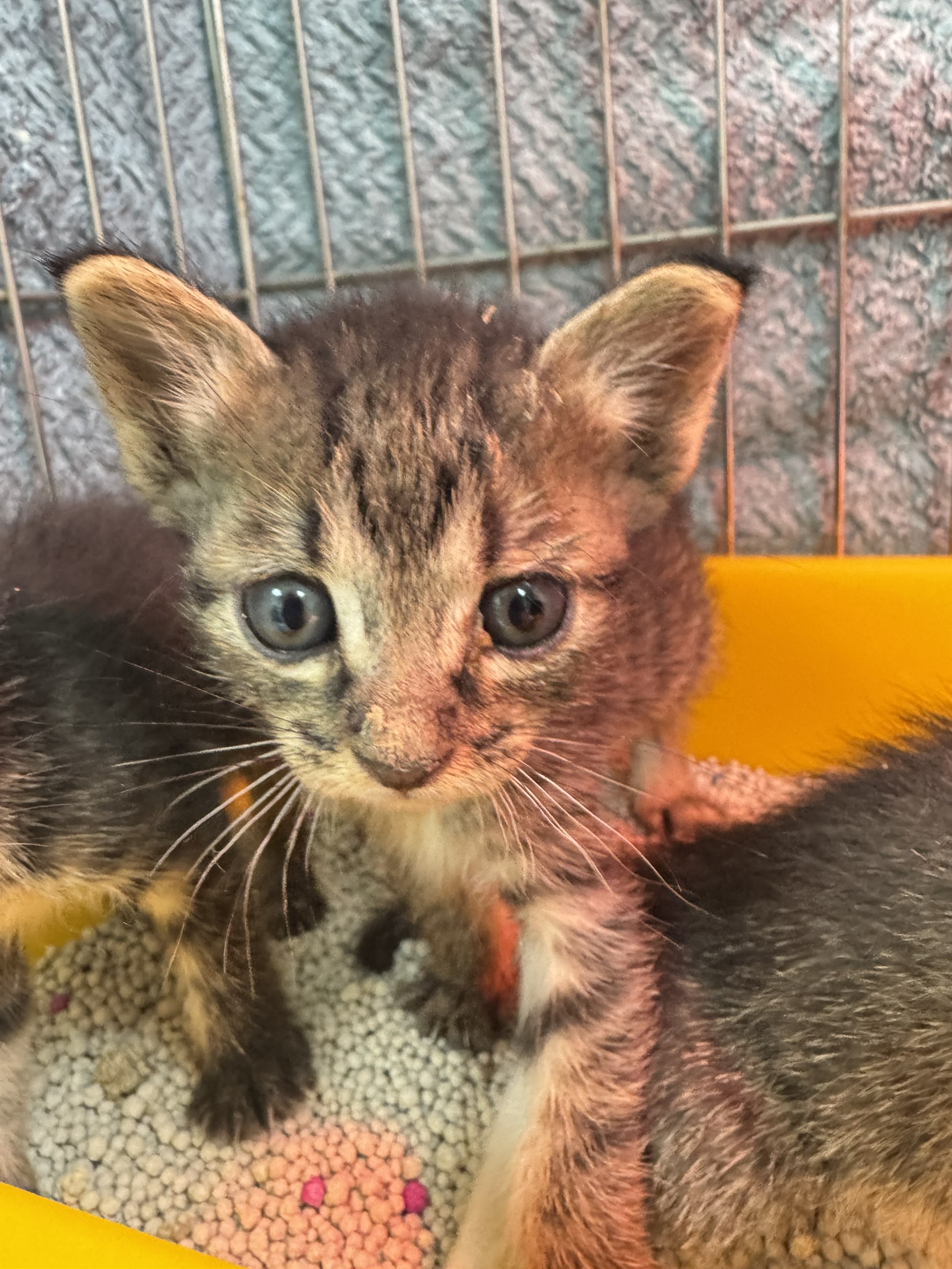 Photo of No. AAAIG1150427004, Young · Male · Small · Mixed breed
