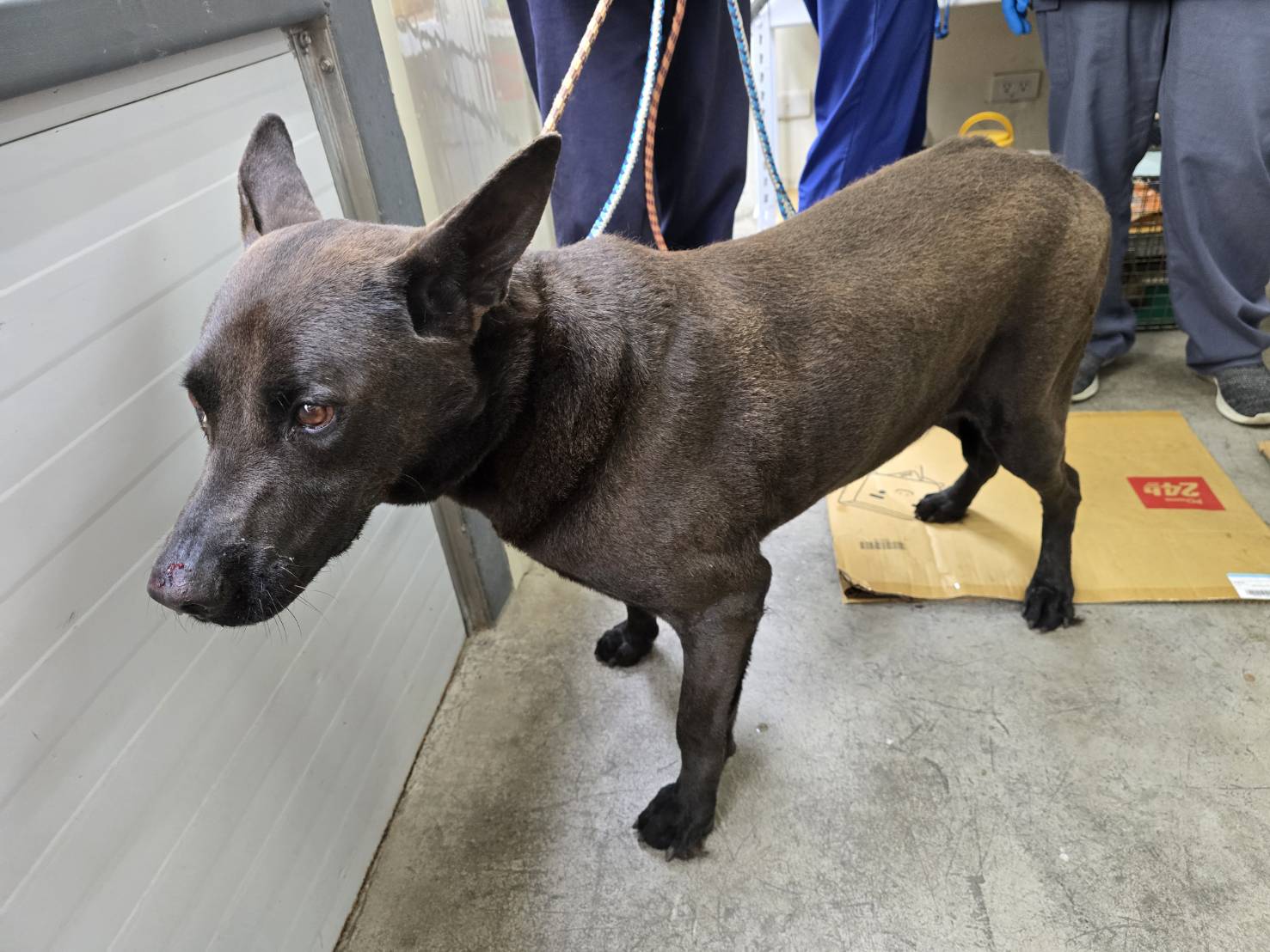 Black adult male mixed-breed dog, Medium, shelter no. …2705
