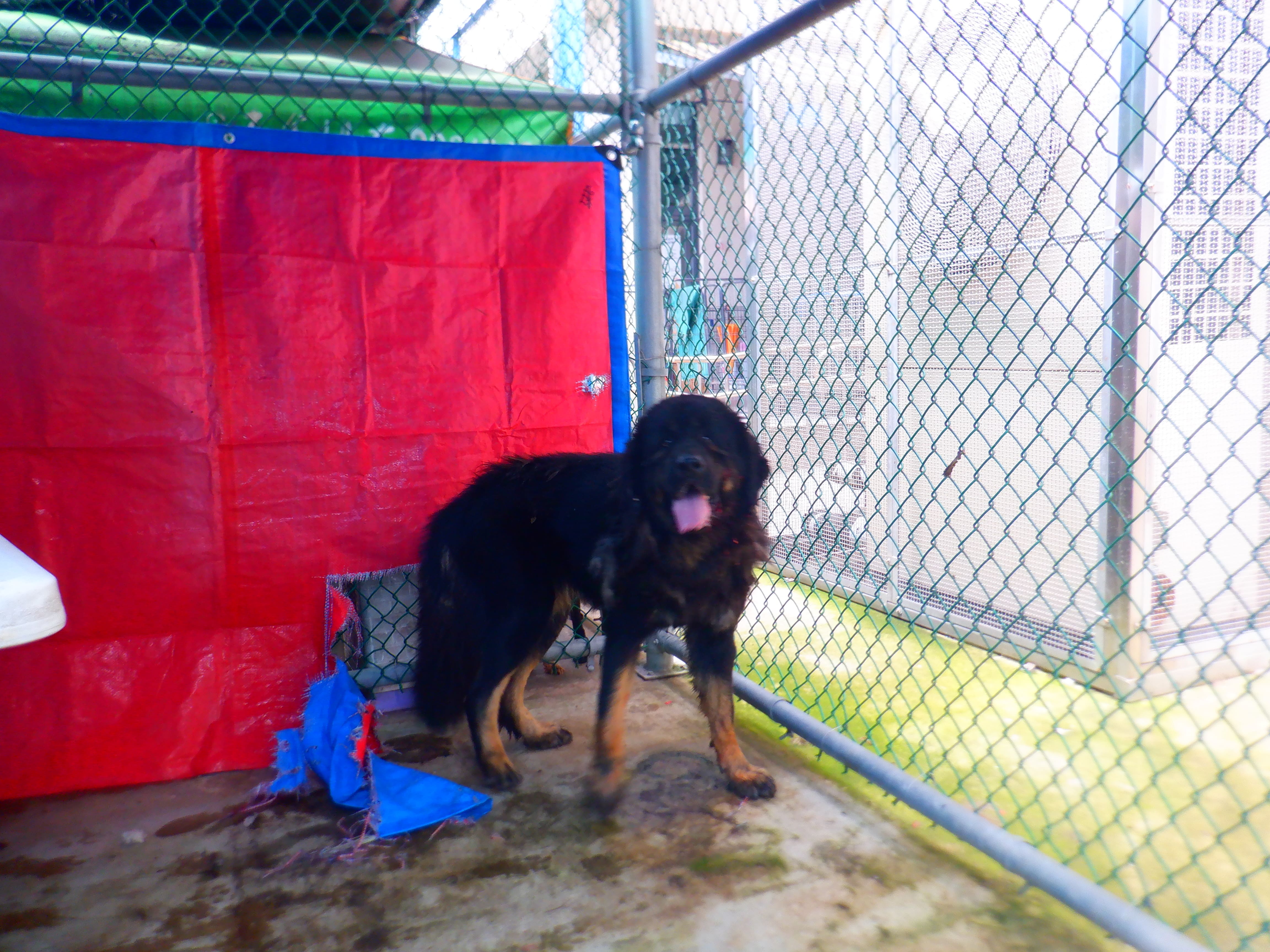 Photo of No. HAAAG1150428792, Adult · Female · Large · English Mastiff